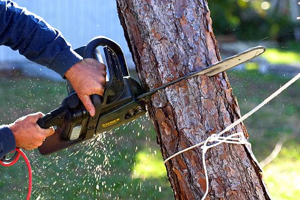 Professional Tree Care in Forest Glen, MD