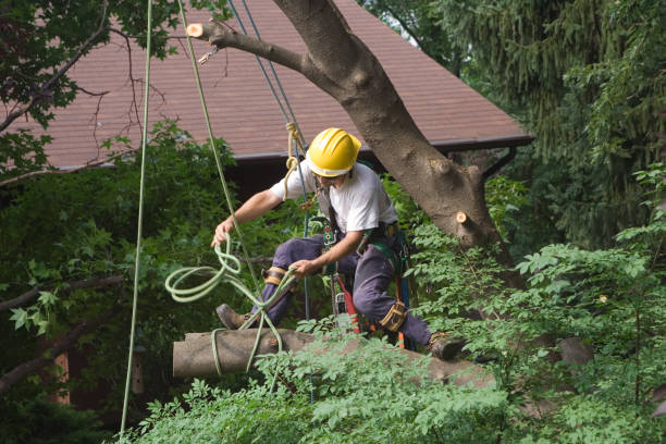 Best Utility Line Clearance  in Forest Glen, MD