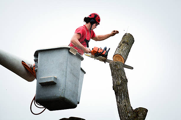 Best Tree Preservation Services  in Forest Glen, MD