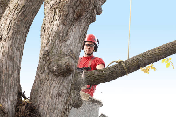 Best Tree Health Inspection  in Forest Glen, MD